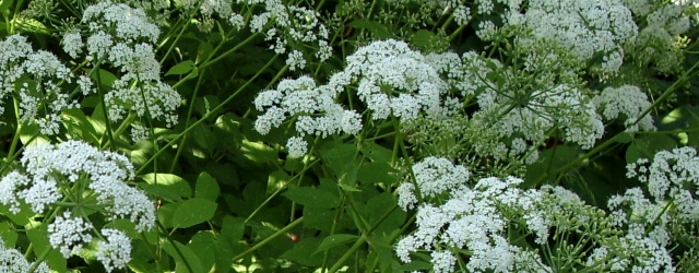 Giersch - leckeres und heilsames Wildkraut für Küche und Hausapotheke