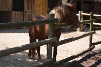 Reit-Pony (Bild: Selena Plaßmann)