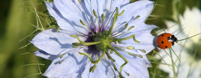 Marienkäfer auf Schwarzkümmelblüte