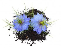 Nigella sativa  (Bild: spline_x - Fotolia.com)