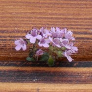 Thymianblüten © Sylvia Haendschke