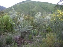 Mollesnejta im Tal von Cochabamba (Bild: Noemi Stadler-Kaulich Naturefund)