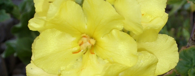 Großblütige Königskerze (Verbascum densiflorum)