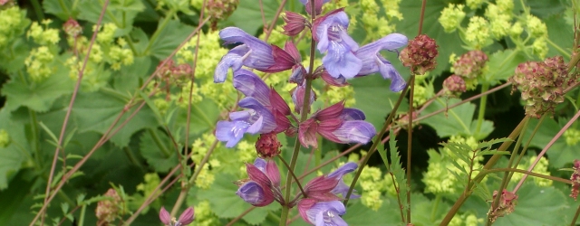 Echter Salbei (Salvia officinalis) zwischen Pimpinelle und Frauenmantel