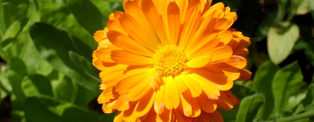 Ringelblume (Calendula officinalis)