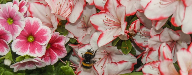 Für die Insekten ein Traum: Blüten in ihrer vollen Pracht