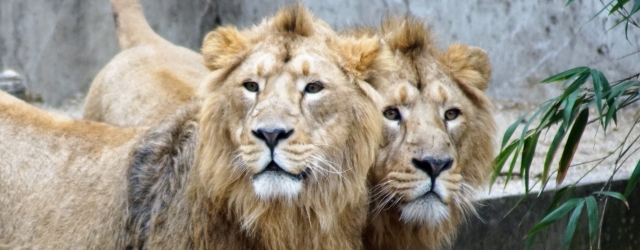 Das erste Mal im Außengehege in der Wilhelma: Shapur und Kajal, die asiatischen Löwen
