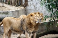 Gemeinsam gehen die Asiatischen Löwen auf Erkundung.