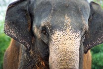 Elefantendamen sind am liebsten unter sich. Die Bullen werden ausgestossen. (Bild: Thomas Krytzner)
