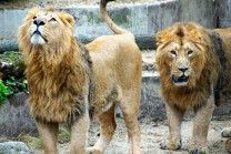 Für Löwen ist die Urinmarkierung bedrohlicher, als Zoomauern. (Bild: Thomas Krytzner)