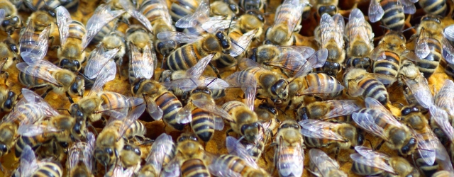 Sie sind nicht nur fleißig, sondern lebenswichtig für die Menschen: Bienen