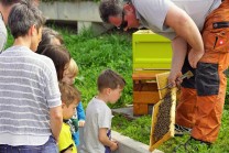 So nahe kommen Kinder einer Bienenwabe selten. (Bild: Thomas Krytzner)