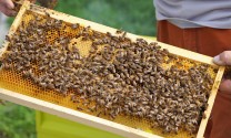 Pro Tag legt die Bienenkönigin 2000 Eier. (Bild: Thomas Krytzner)