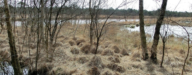 Hamberger Moor in Niedersachsen