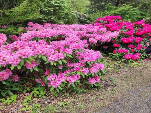 RHODO 2023_Rhododendronpark Hobbie in Westerstede Ostfriesland-Blumen