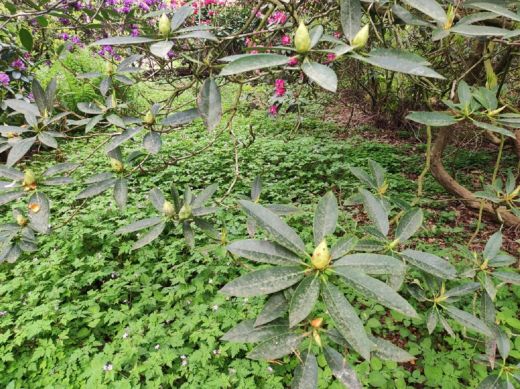 RHODO 2023_Rhododendronpark Hobbie in Westerstede Ostfriesland