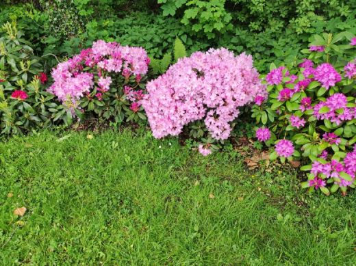 RHODO 2023_Rhododendronpark Hobbie in Westerstede Ostfriesland