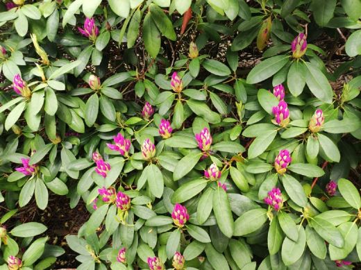 RHODO 2023_Rhododendronpark Hobbie in Westerstede Ostfriesland-Pflanze I