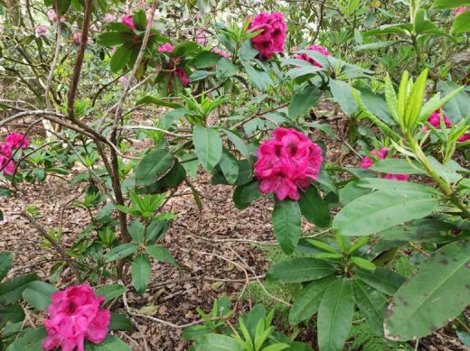 RHODO 2023_Rhododendronpark Hobbie in Westerstede Ostfriesland