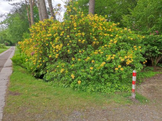 RHODO 2023_Rhododendronpark Hobbie in Westerstede Ostfriesland