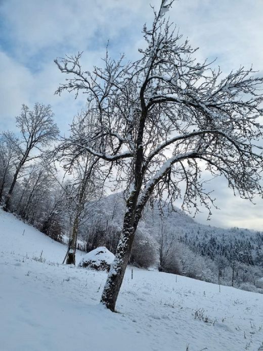 Winter in den Karpaten_2023_Weintal_Oberwischau_Maramures_Rumänien_I